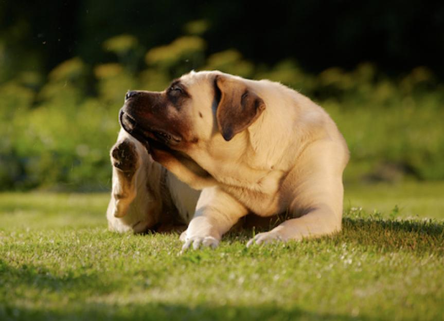 Identifying and Treating Fungal Infections in Dogs PetMD