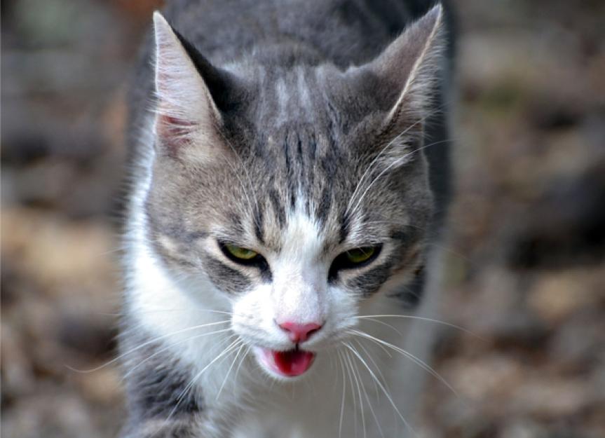 Cat Heatstroke Causes Heatstroke Symptoms in Cats PetMD
