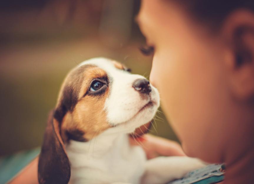 How to Properly Pick Up a Puppy or Kitten | PetMD