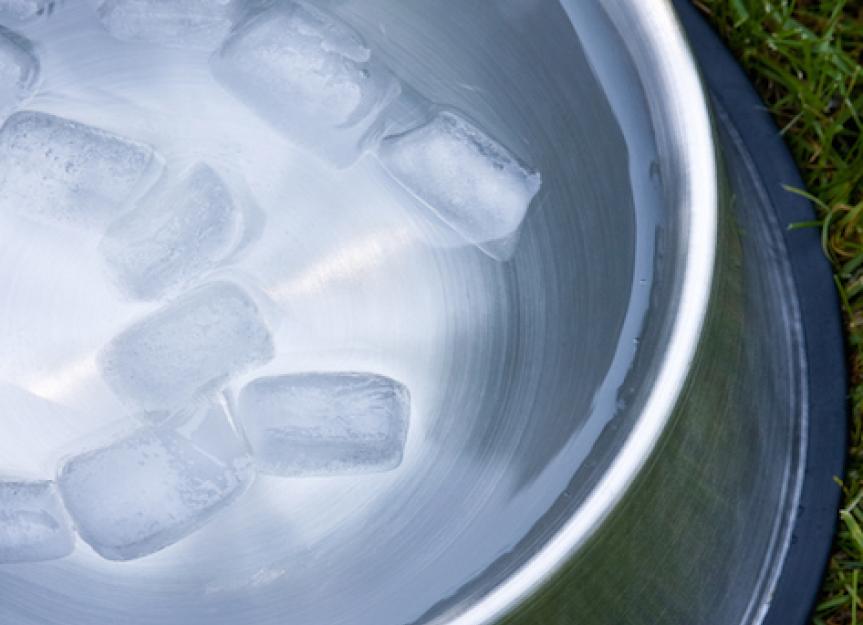 Können Hunde Eis fressen?