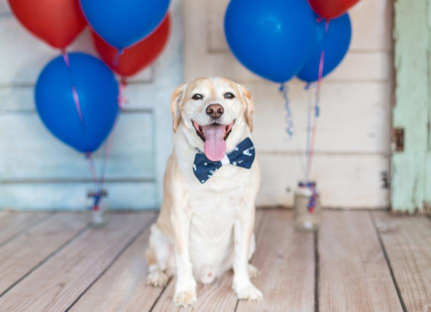 Top Ten Fourth of July Pet Safety Tips
