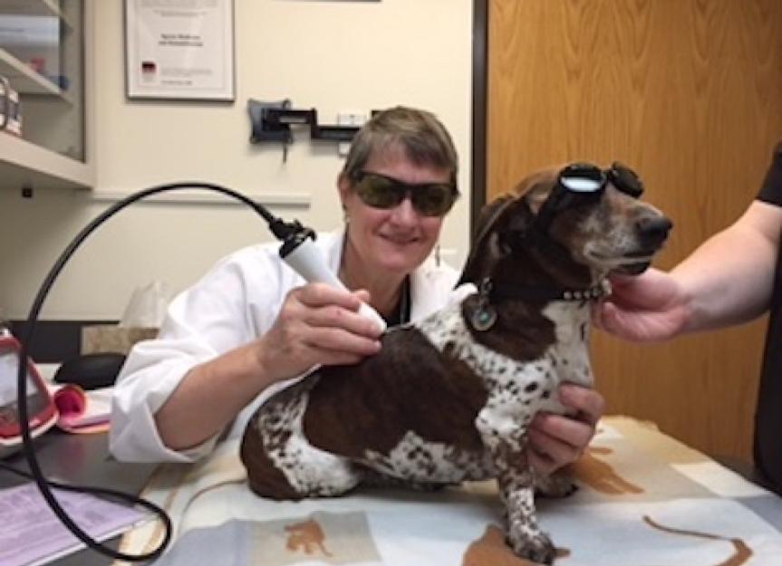 Laser Therapy For Dogs PetMD