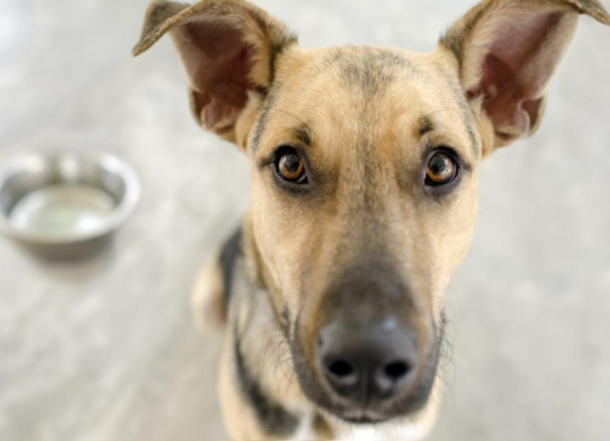 Low-Protein Dog Food: Is It Right For Your Pet?