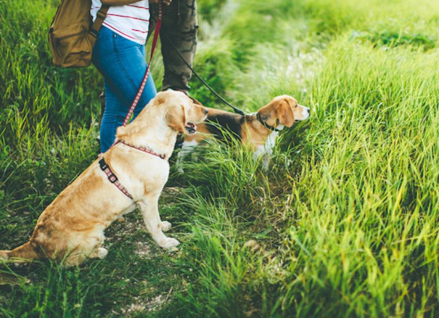 what does it mean if my dog tested positive for lyme disease