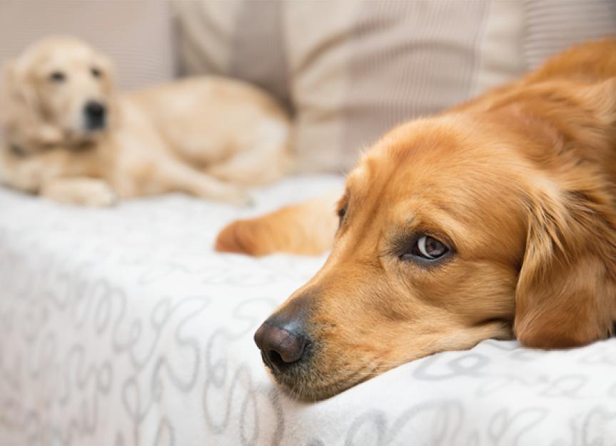 Melatonin for Dogs: Is It Safe?