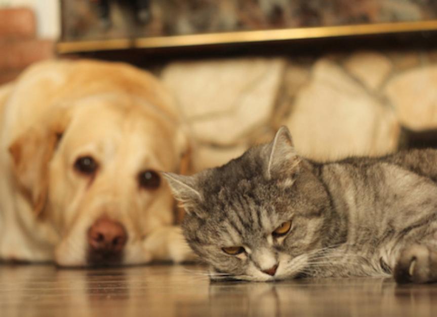 how dogs and cats are different