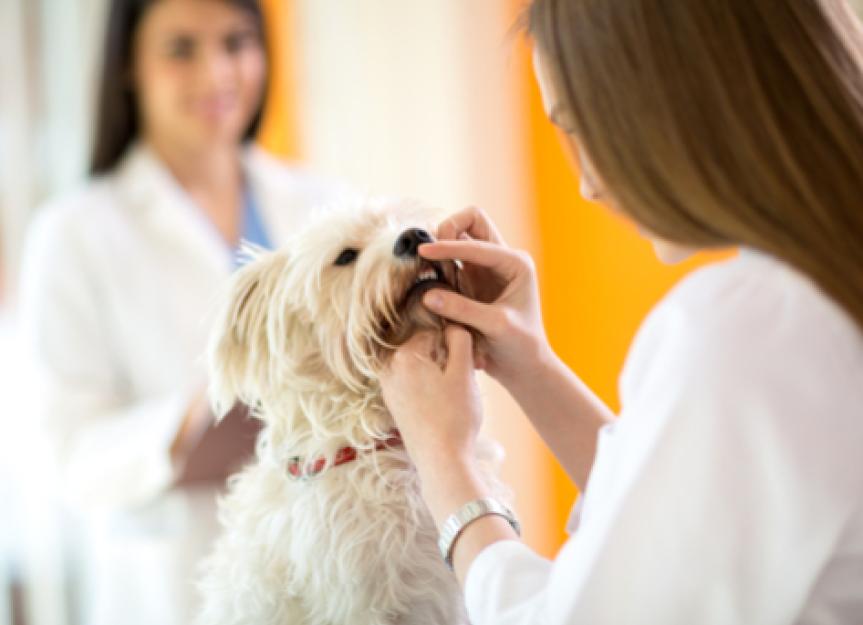Treating Oral Cysts in Dogs