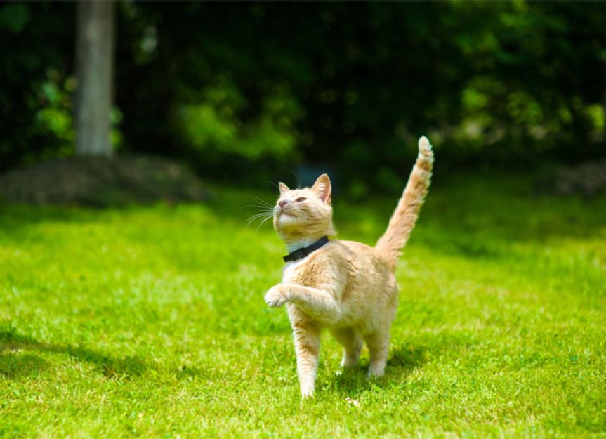 Outdoor Cat Controversy Is It Ever OK to Let Them Roam? PetMD
