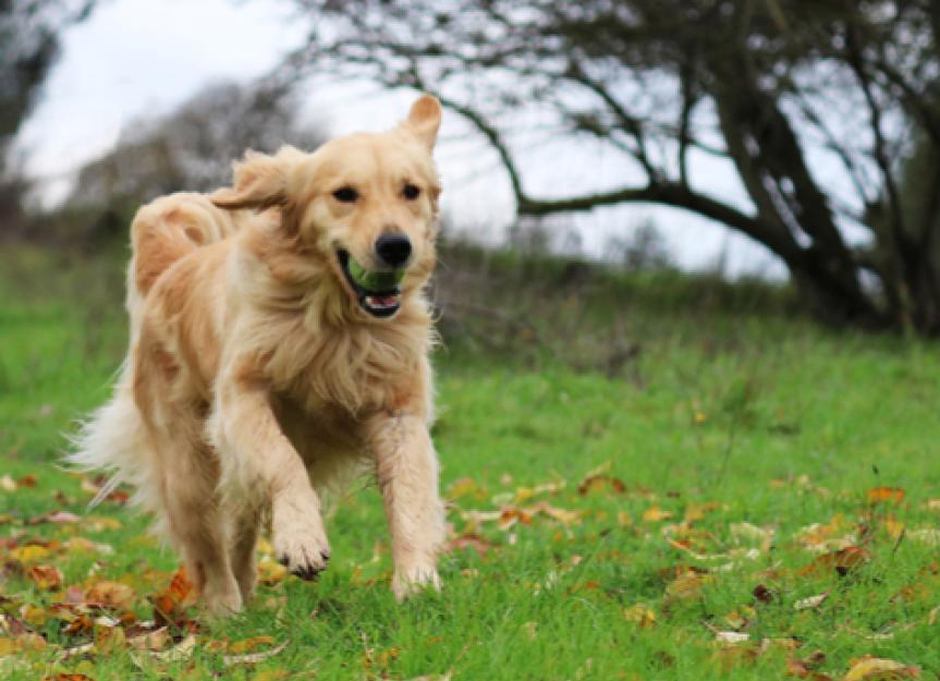 5 Signs Your Dog Is Getting Too Much Exercise