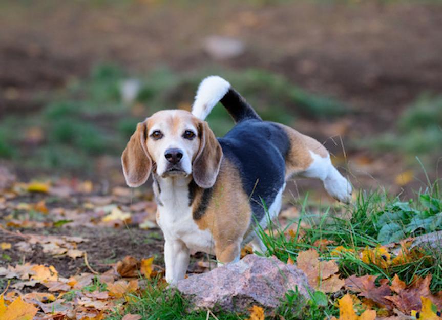 12 Dog Peeing Positions and What They Mean PetMD picture