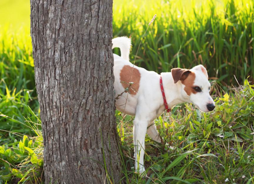What Your Pet's Urine Says About His Health | PetMD