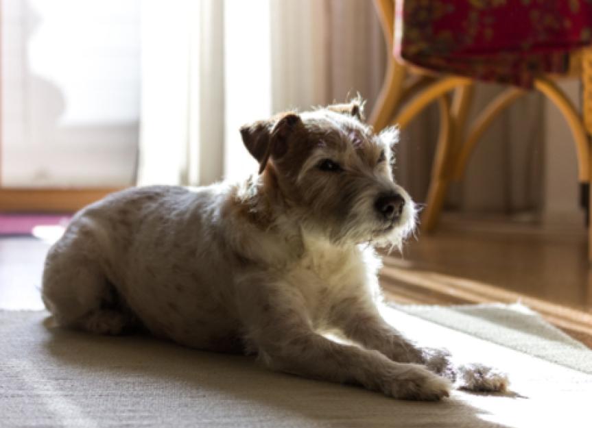 Do Pets Know When They Are Going to Die? | PetMD