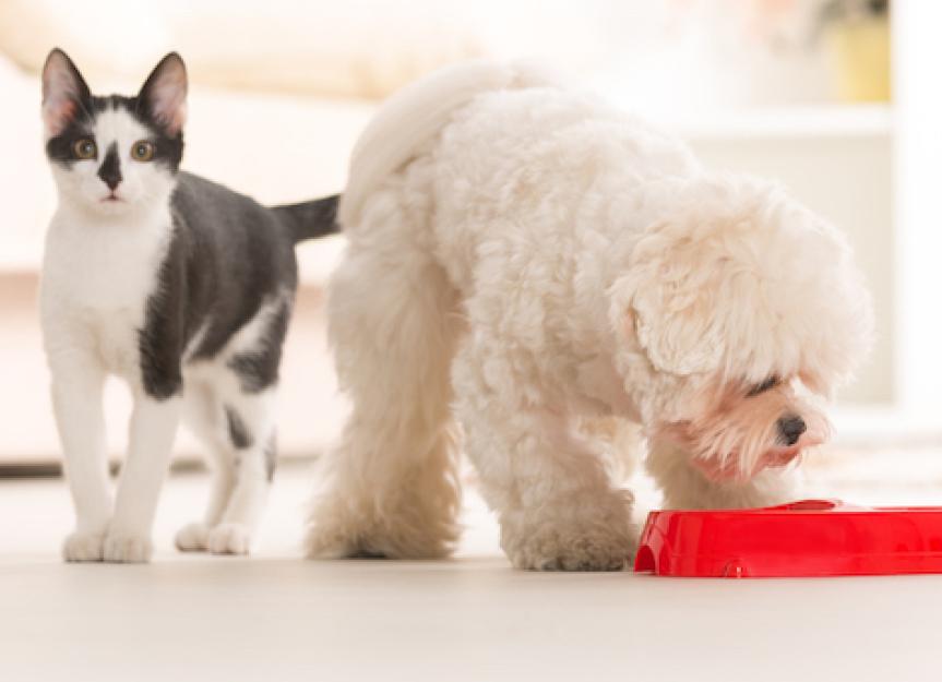 Do Pets Know When They Are Full?