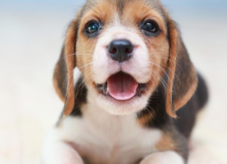 How to Help a Puppy Who Isn’t Gaining Weight | PetMD