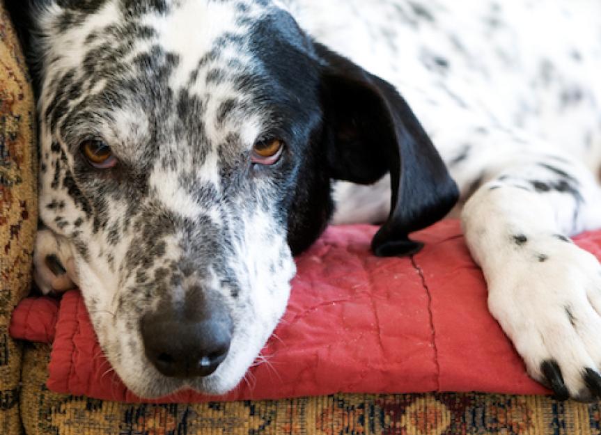 What to Do When Your Dog’s Eyes Are Red