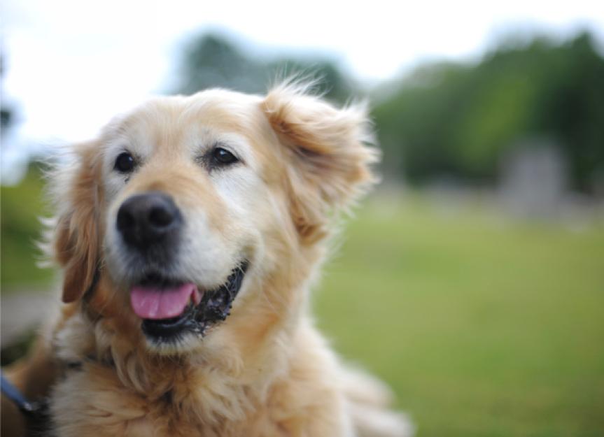 Adoptionen älterer Hunde: Warum das eine gute Sache ist