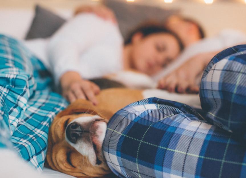Sleep with your pet? How that may affect you (and your pet)