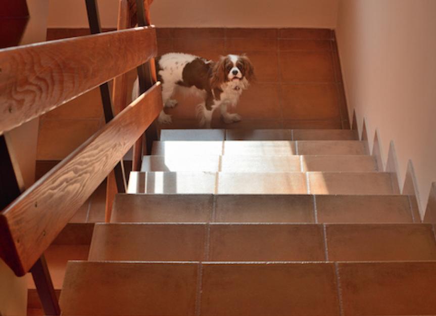 when should puppies do stairs