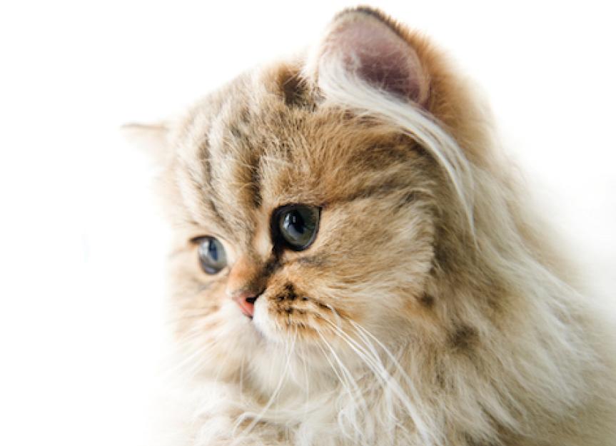 The Truth About Teacup Cats | Petmd