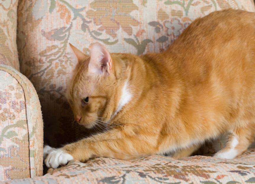 How to Deal with Territorial Behavior in Cats