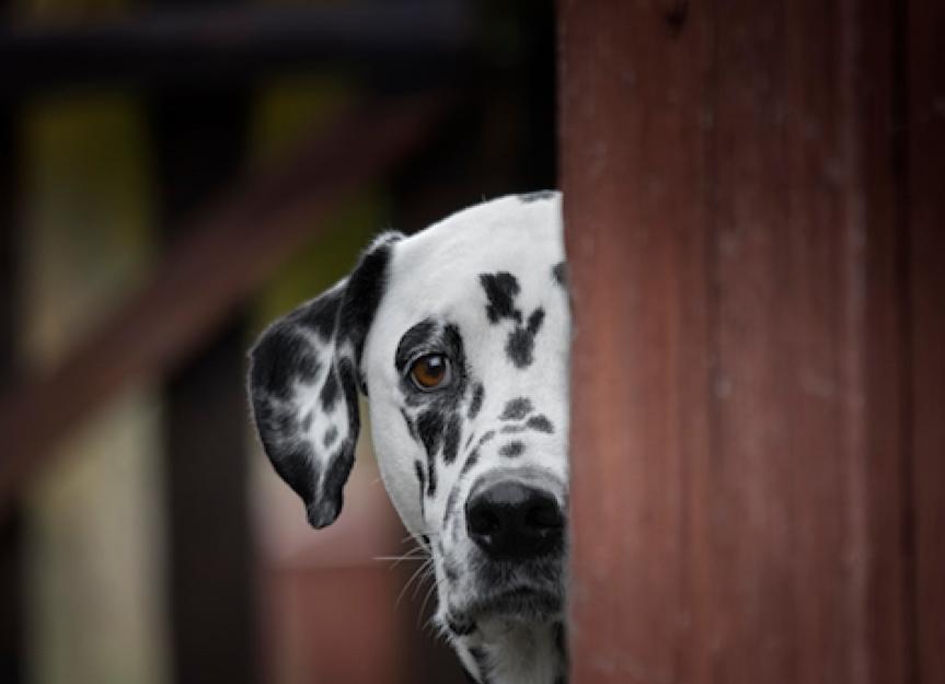 How to Heal an Emotionally Traumatized Pet