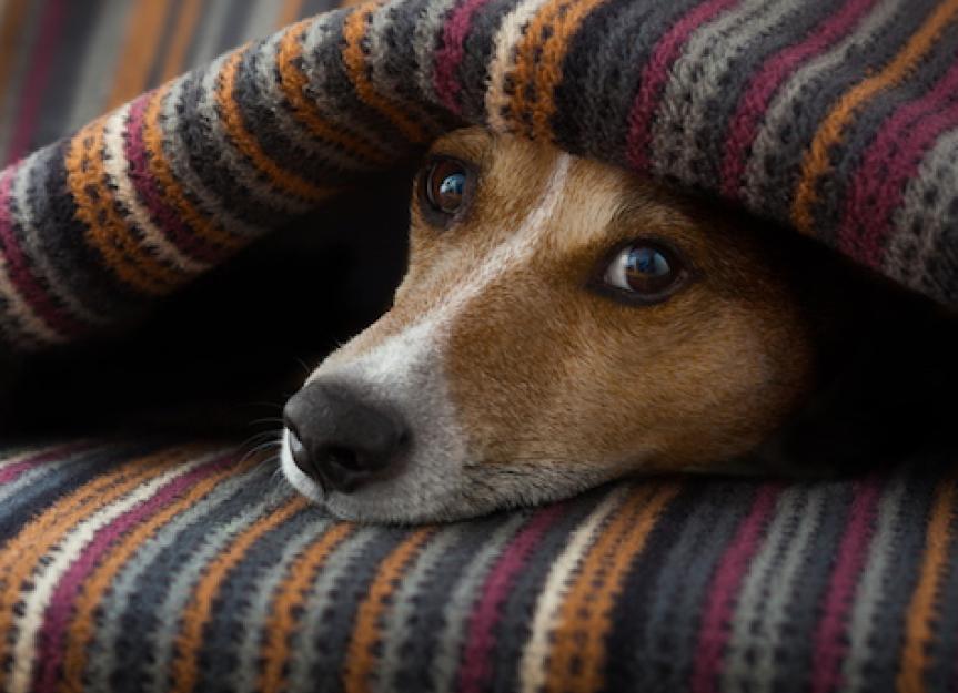 8 Risks of Treating Your Pet at Home