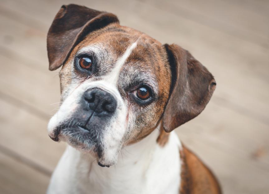 Can Pets Get Vertigo? PetMD