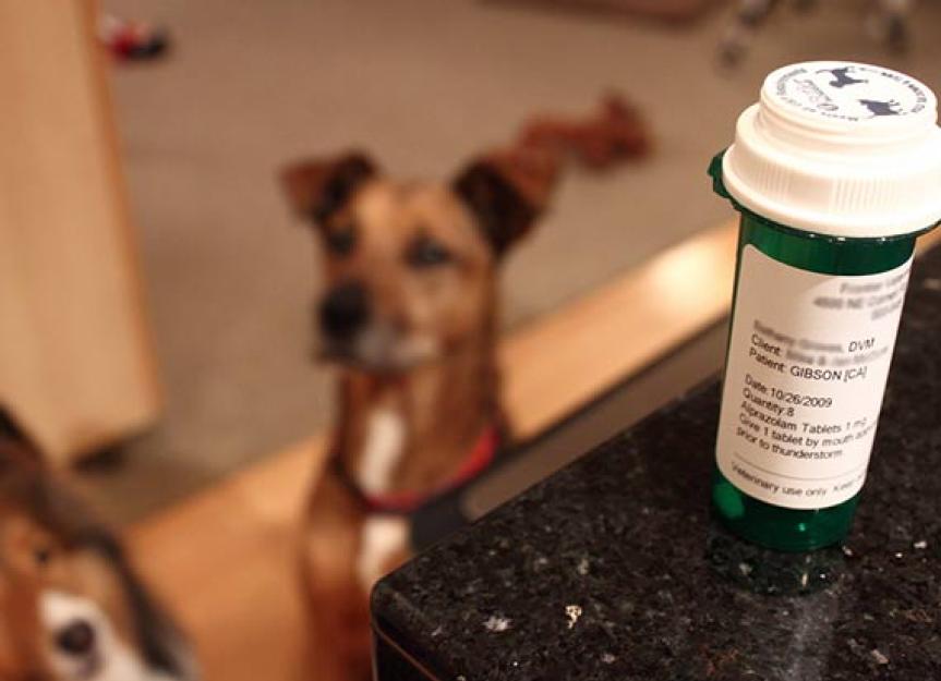 Tips for Shopping for Pet Meds Online Buying Pet Prescriptions Online