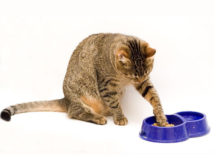 Why Are Cats Such Picky Eaters? PetMD