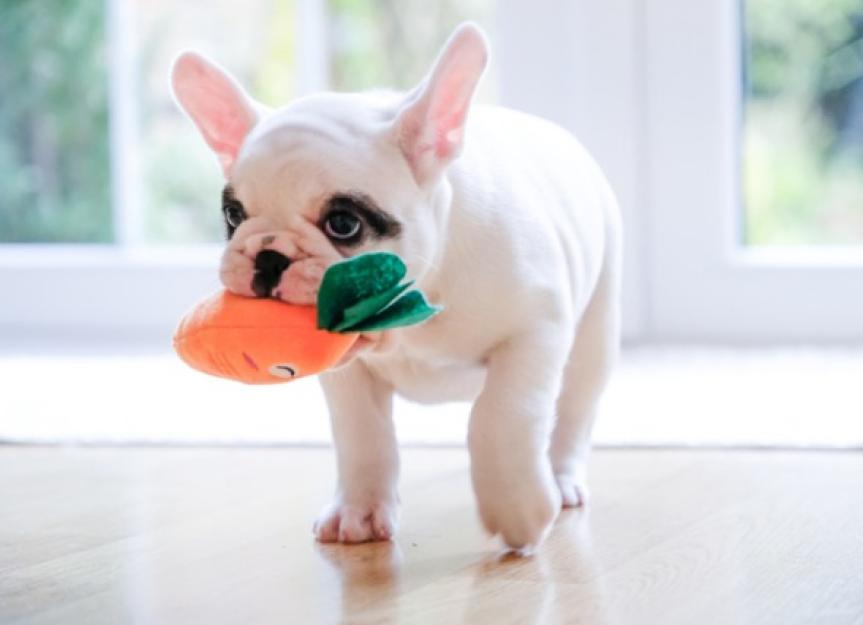 Owner's Guide to The Psychology Of Dogs and Their Dog Toys