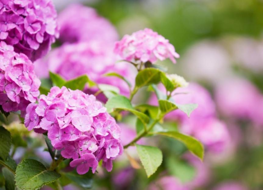 Are Hydrangeas Poisonous to Cats and Dogs?