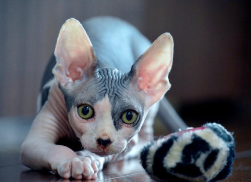 Play Time Canadian Sphynx Hairless Cat Picture Id609823008 
