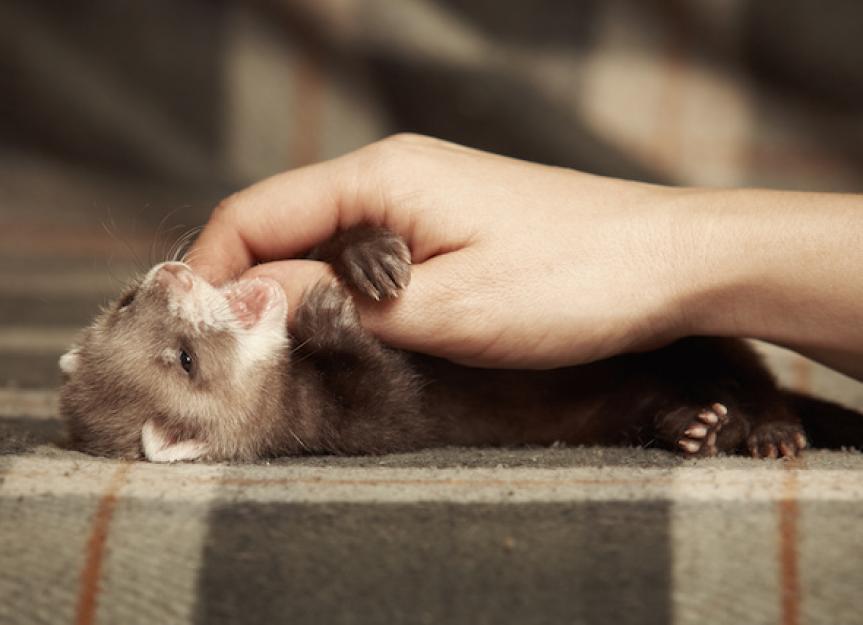 How to Take Care of a Ferret Ferret Care 101 PetMD