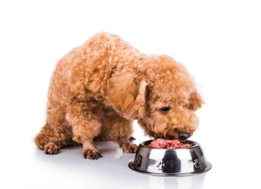 Pork Roundworm Infection in Dogs