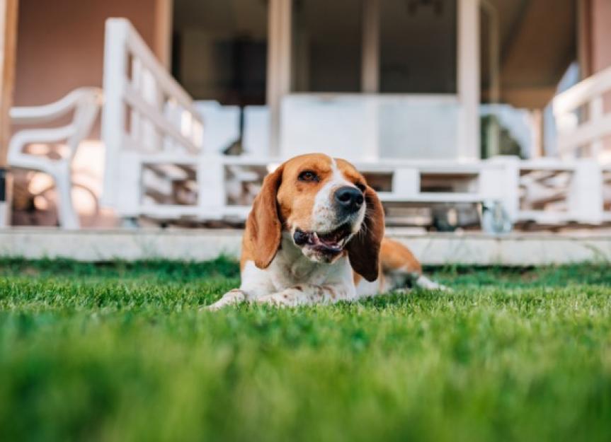 Is Dog Poop Bad for Your Yard?