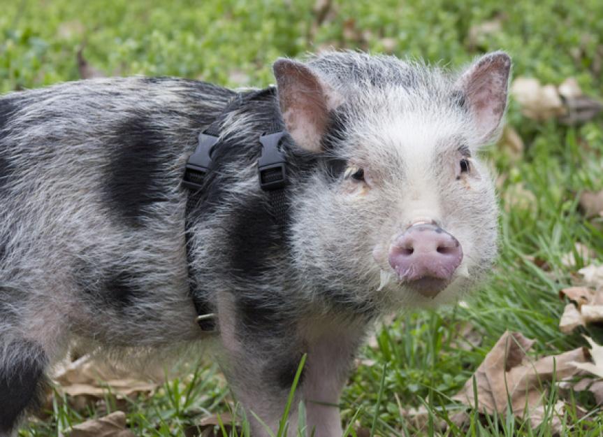 The Guide to Owning a Potbellied Pig