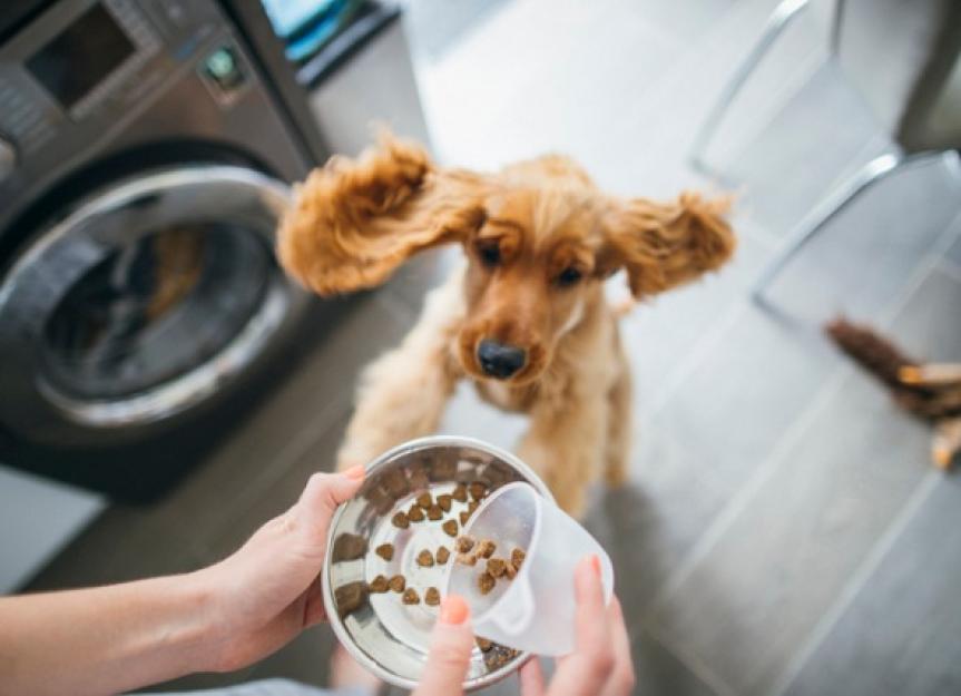 GrainFree Dog Food Here’s What You Should Know PetMD