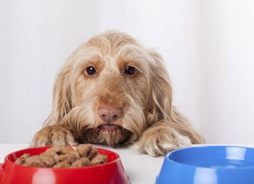 Prescription Dog Food – When is it a Good Idea?