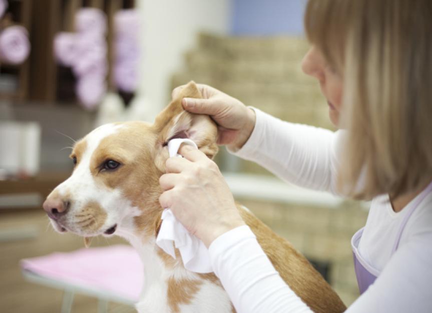III. Step-by-step guide to cleaning your dog's ears