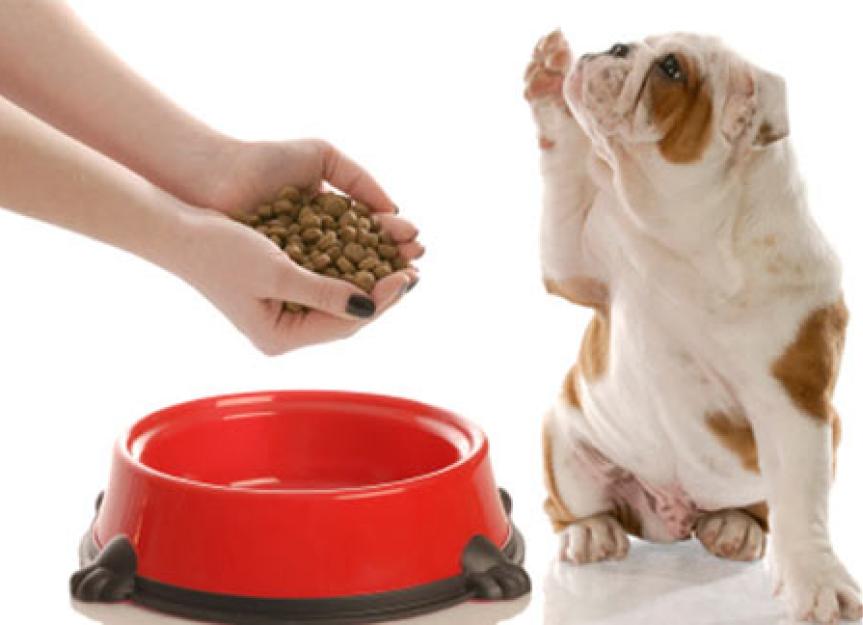 the-benefits-of-proper-nutrition-petmd