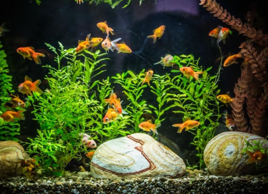 How to Choose and Feed Freshwater Aquarium Fish - Aquarium Connection