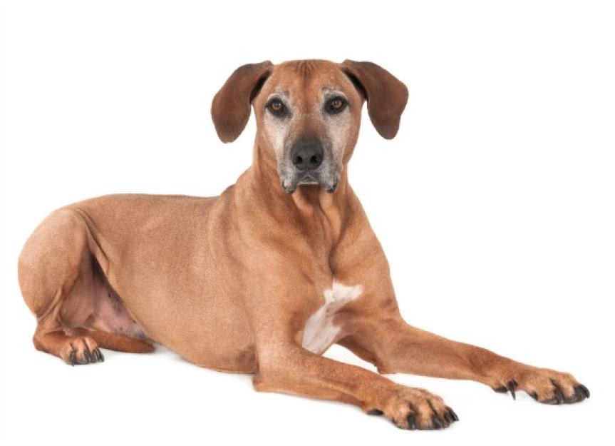 Prostate Enlargement in Dogs
