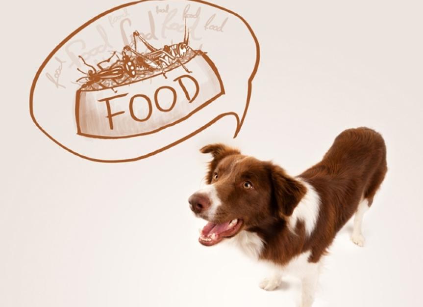 Insects: The Pet Food Protein of the Future?