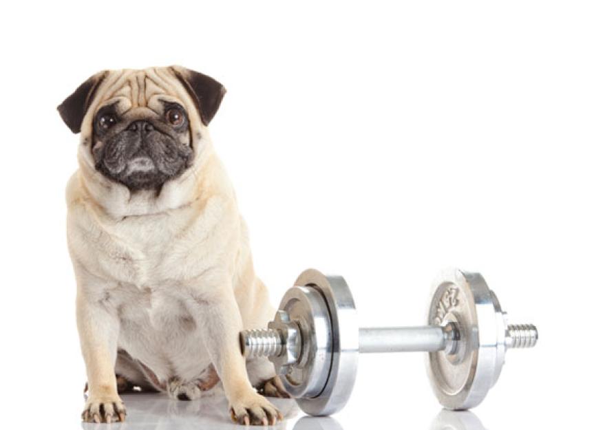 How Gene Research Can Help Your Dog Lose Weight