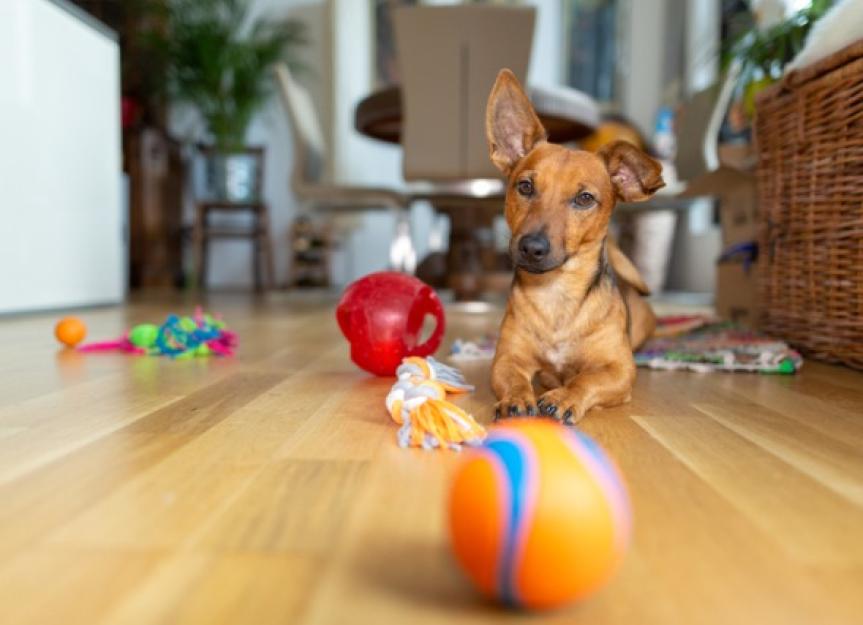 如何为小狗挑选最好的咀嚼玩具