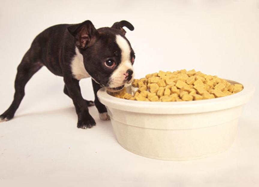 whats the difference between dog food and puppy food