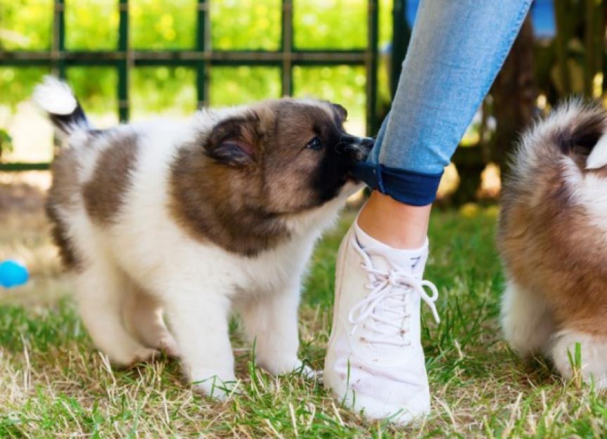 why do puppies bite their feet