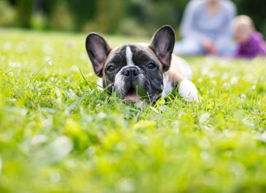 How to Tell If Your Dog Has Worms