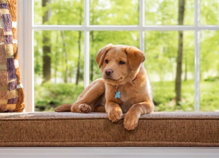 Puppy-Proofing Checklist