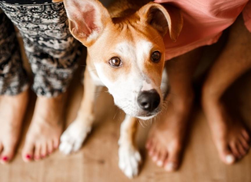 Why Do Dogs Sit on People's Feet? | PetMD